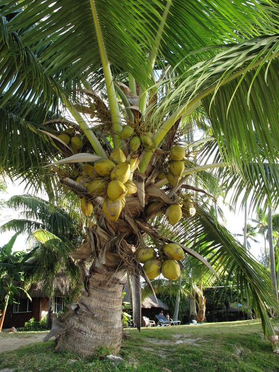 Cocotier