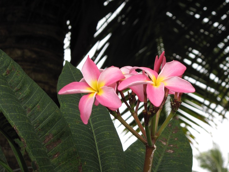 Rarotonga flowers