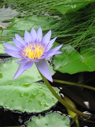 Rarotonga Water Lily