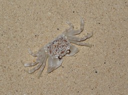 Sand Crab