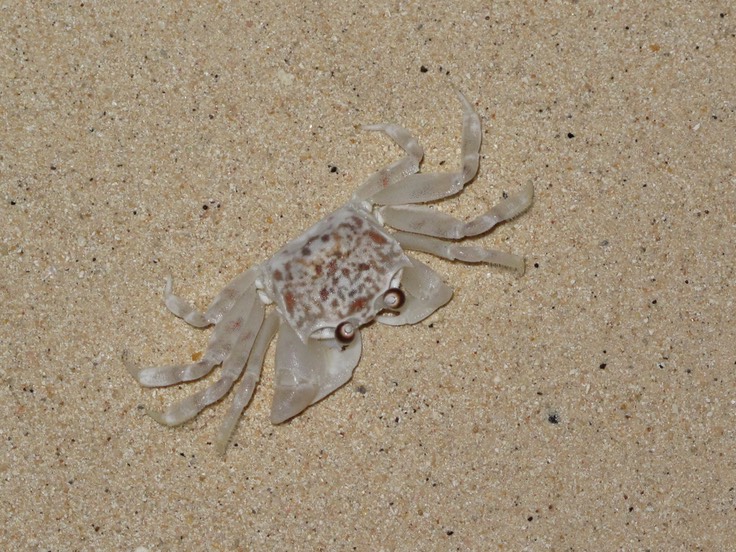 Sand Crab