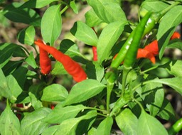 Sonja's Chillies