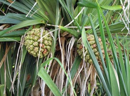 Pandanus