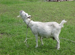 Aitutaki Goat