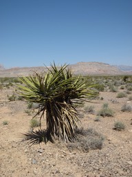 Desert Bush