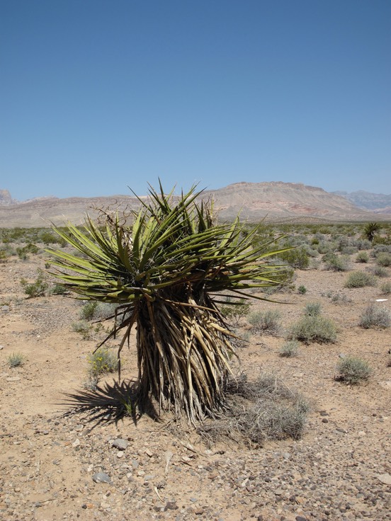 Desert Bush