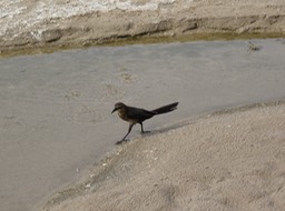 Salt Creek
