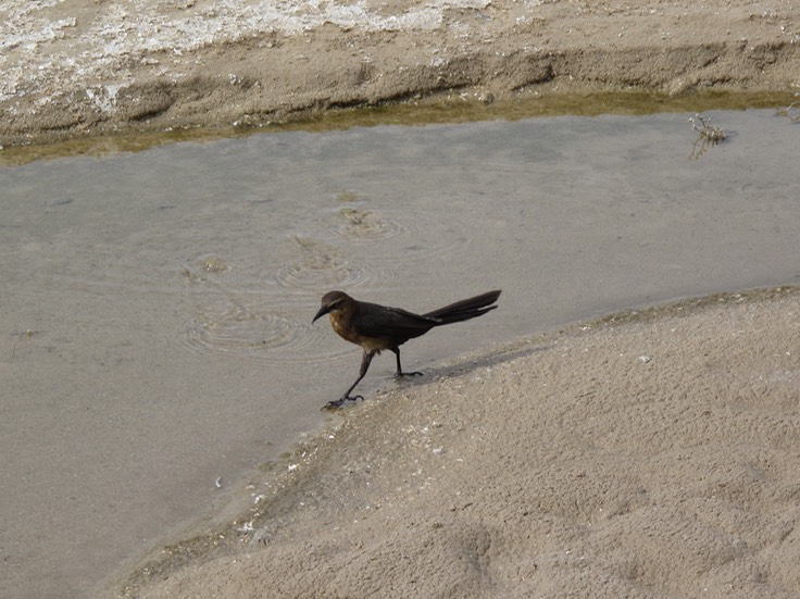 Salt Creek