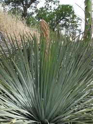 Yucca