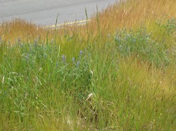 Sequoia Meadow