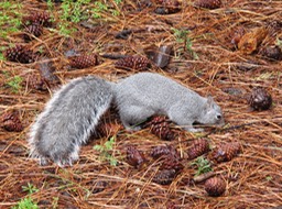 Squirrel for Carla