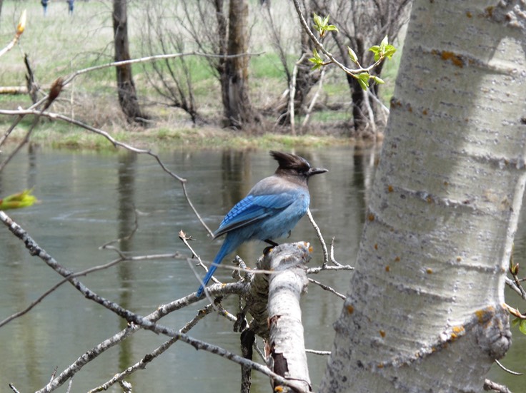 Stellar's Jay