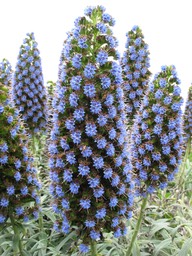 Flowers in Carmel-by-the-Sea