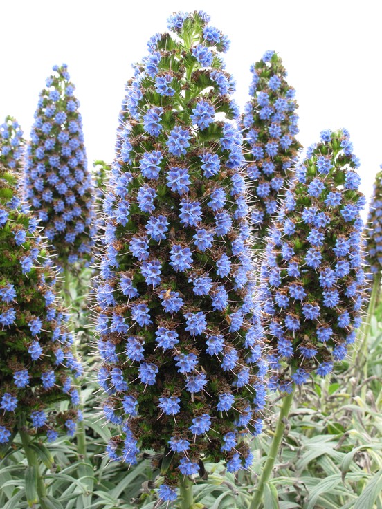 Flowers in Carmel-by-the-Sea