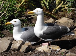 Alcatraz Seagulls