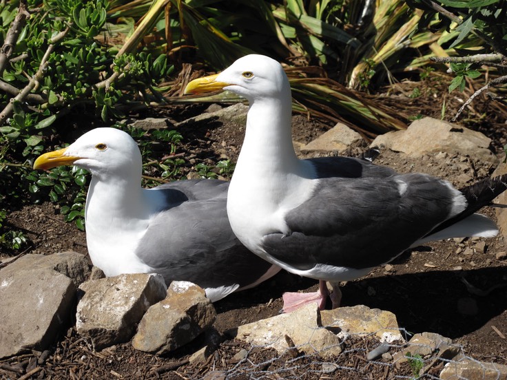 Alcatraz Seagulls